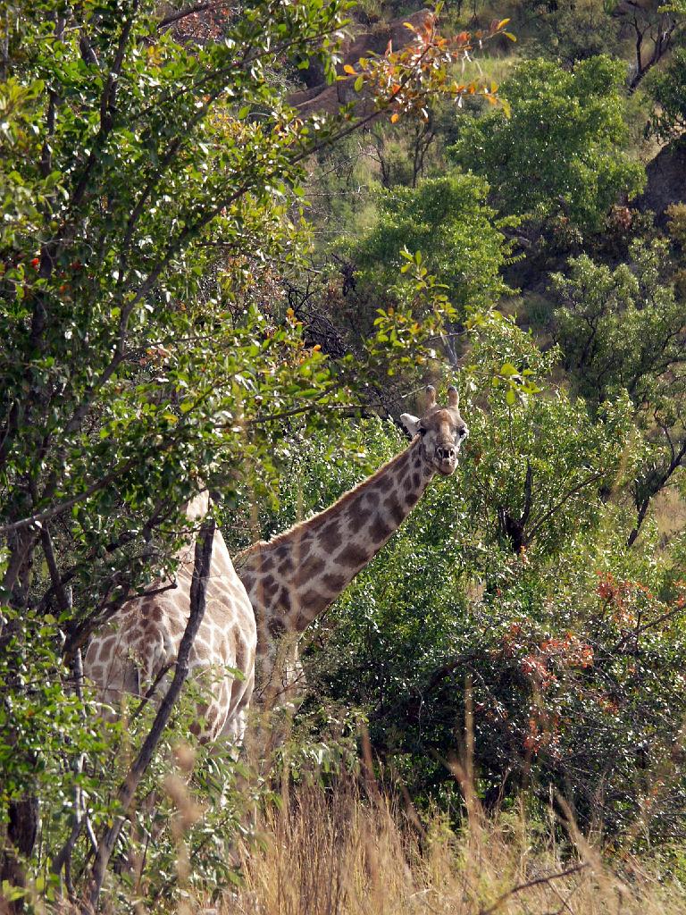 090516_Pilanesberg 117.jpg